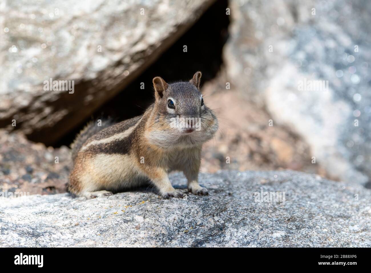 Scoiattolo di terra dorato (Callospermophilus lateralis) arroccato su una roccia con la sua bocca piena di noci e guance rigonfio Foto Stock