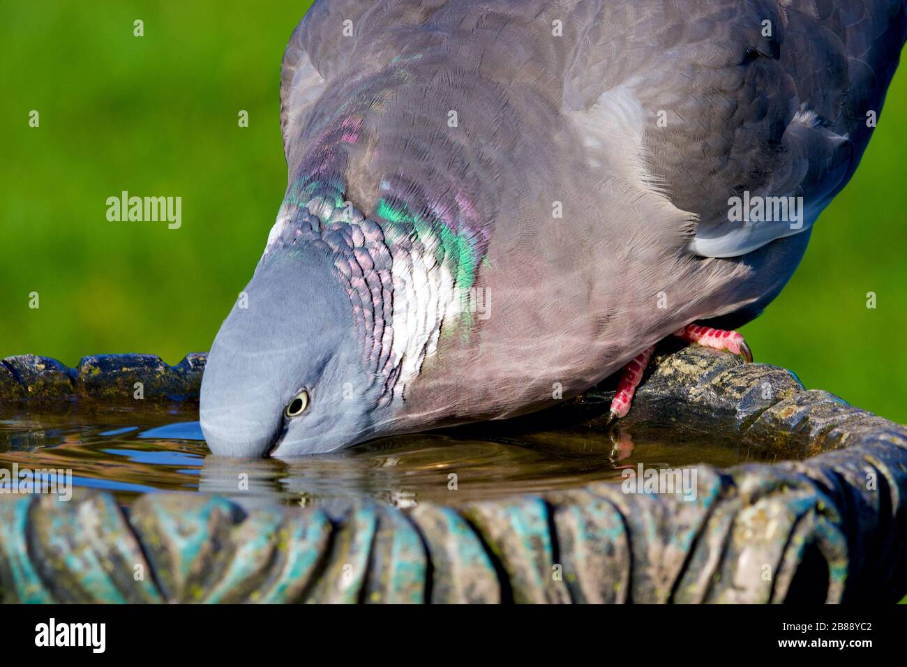 Piccione di legno che beve dal bagno degli uccelli mostrando piumaggio colorato Foto Stock