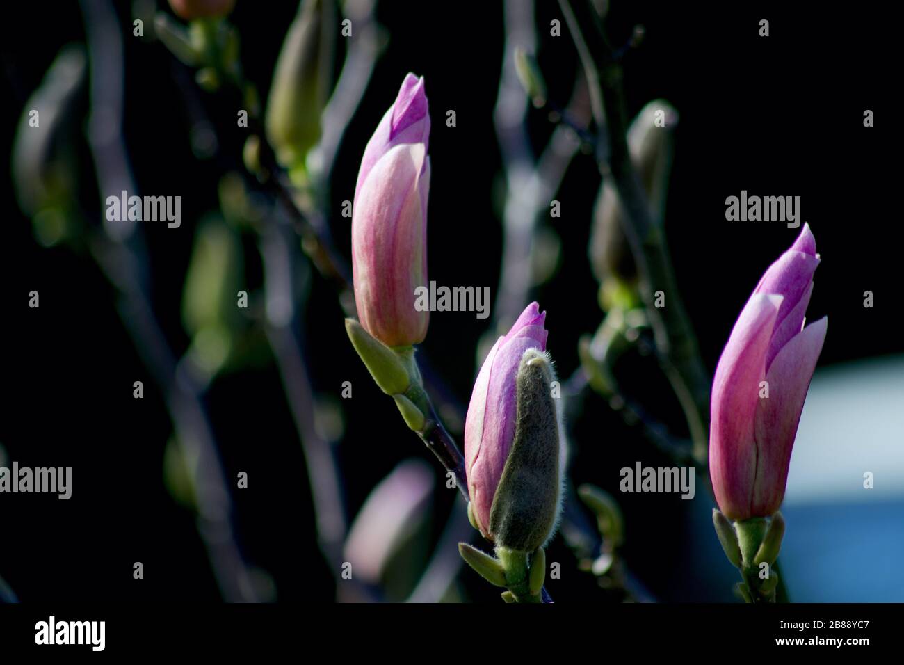 Magnolia albero rosa fiorisce gemma Foto Stock