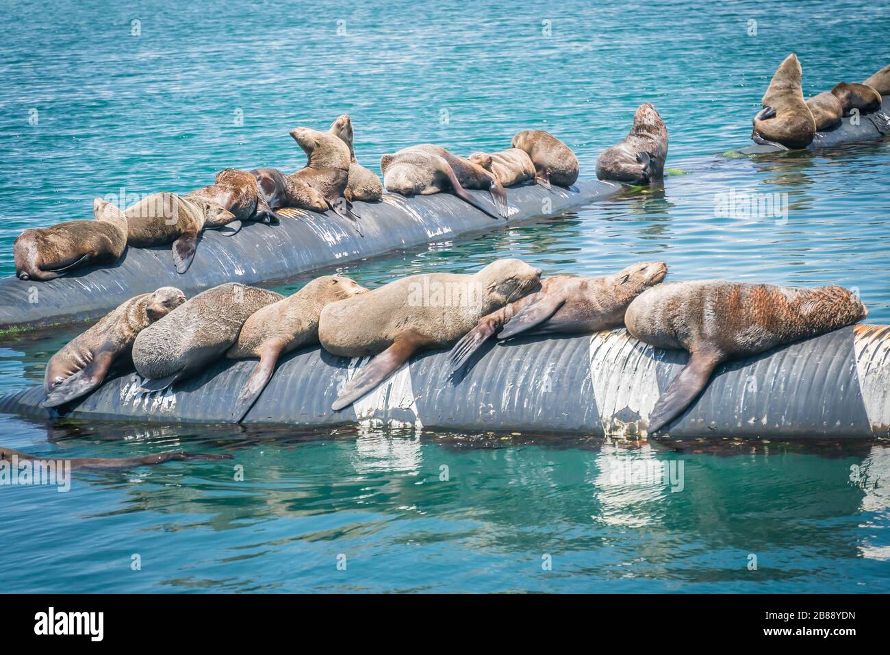 Città di Hout Bay vicino a Città del Capo, Sud Africa - 30 novembre 2019 - foche che dormono in breaker onde nel porto Foto Stock