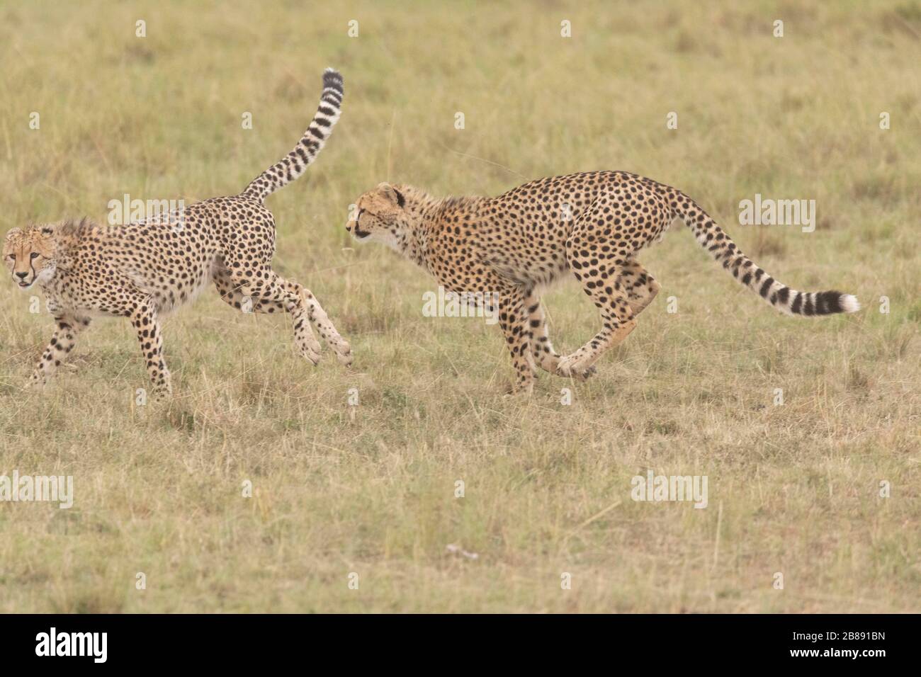 Due giovani Cheetah che giocano a Masai Mara, Kenya Foto Stock