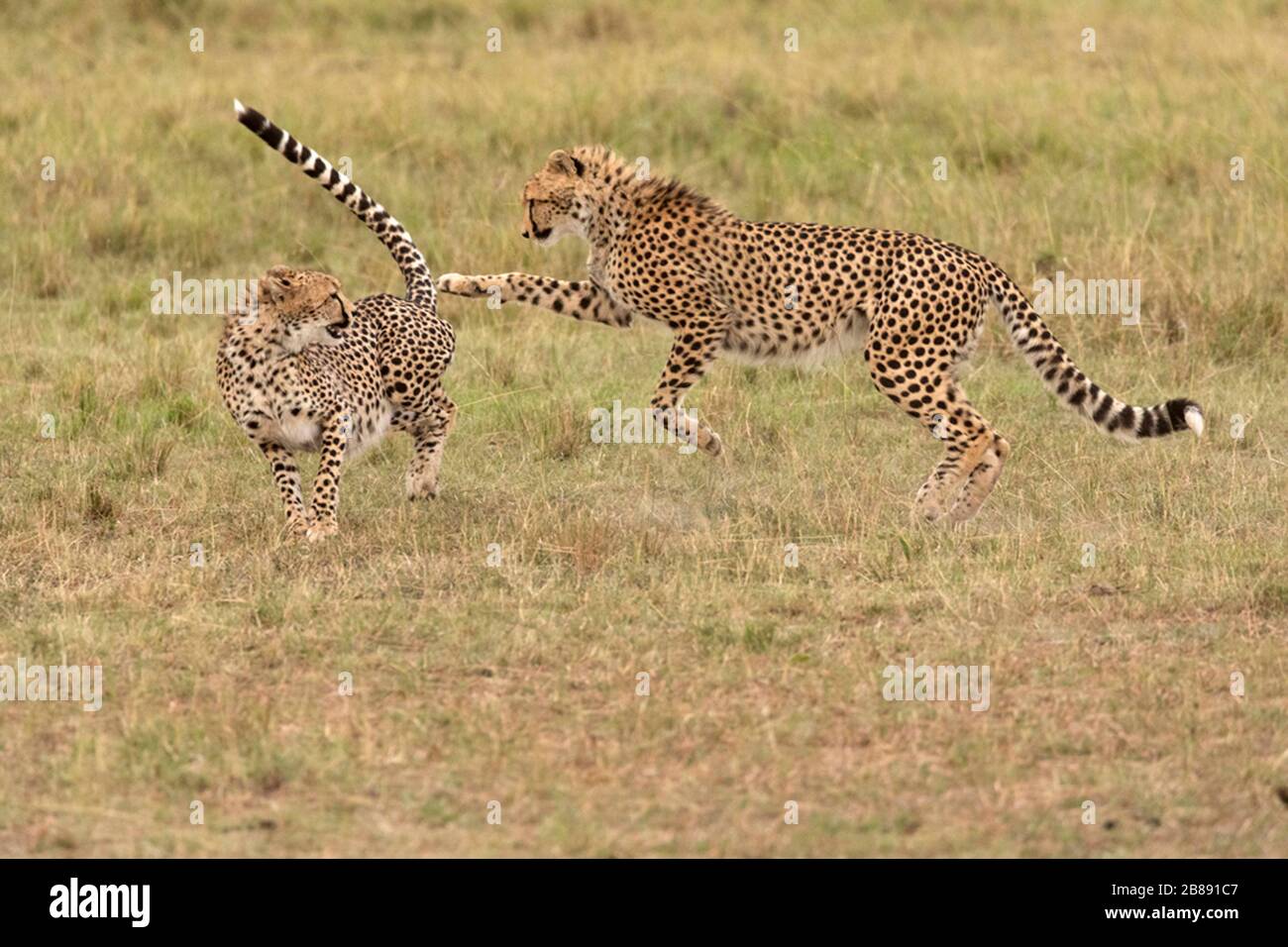 Due giovani Cheetah che giocano a Masai Mara, Kenya Foto Stock