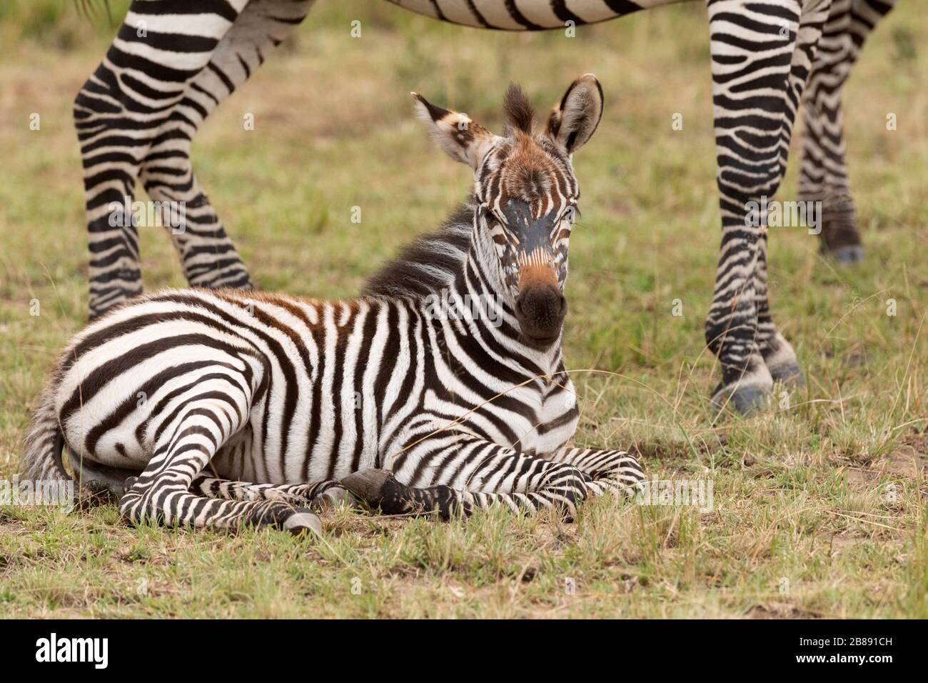 Zebra nella Riserva Nazionale Masai Mara. Kenya Foto Stock