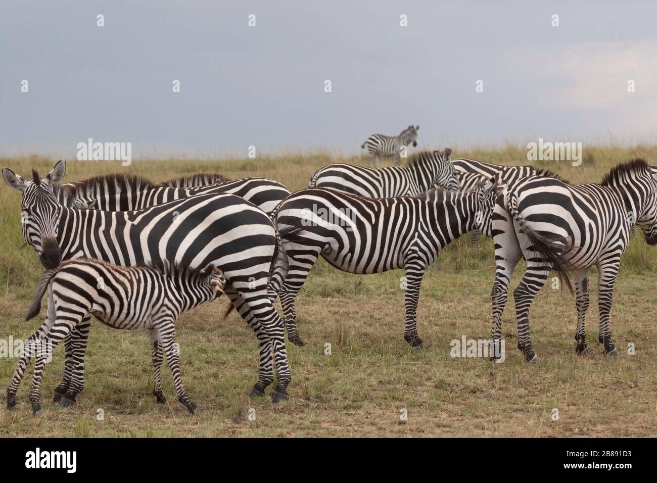 Zebra nella Riserva Nazionale Masai Mara. Kenya Foto Stock