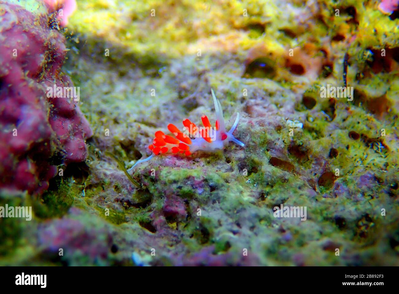 Nudibranca con gli occhi arancioni - Cratena capensis Foto Stock