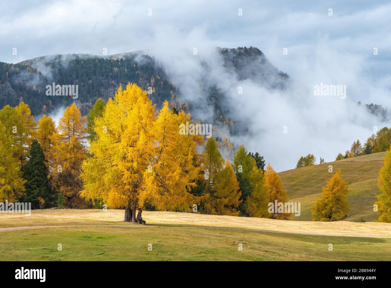 Una vista nebbiosa dei prati delle Dolomiti dopo la pioggia Foto Stock