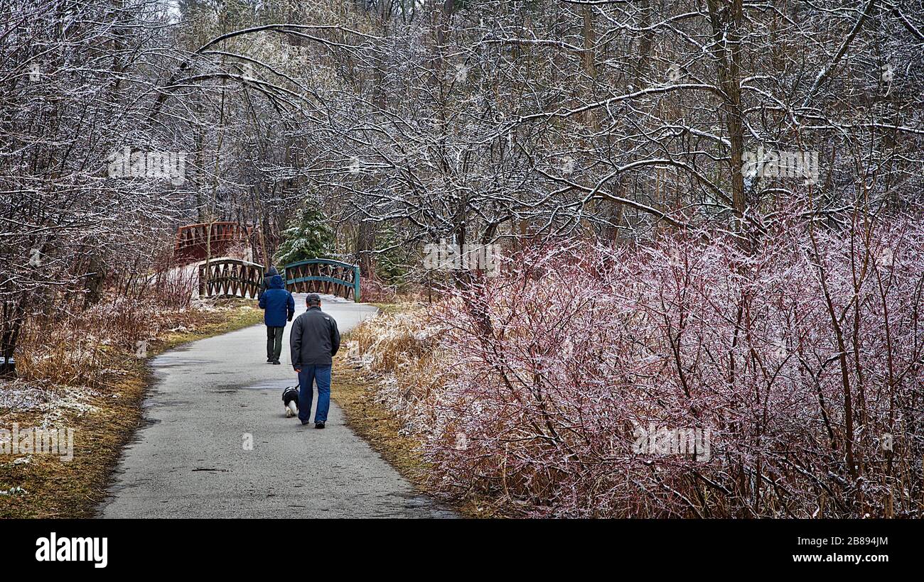 Uomo sano mature cane camminare in inverno fuori, stile di vita sano. Foto Stock