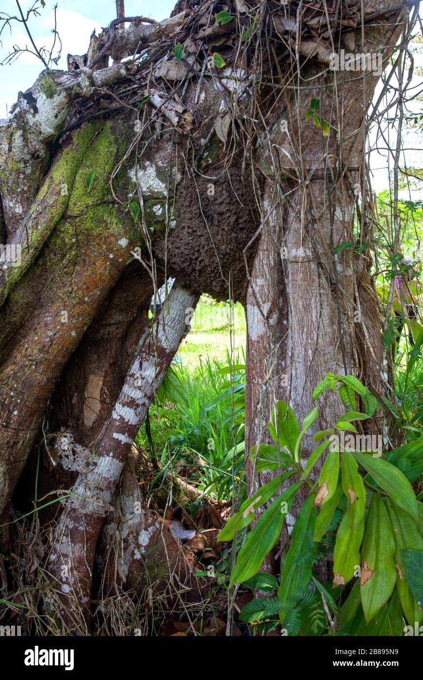 Nido di termite nella foresta pluviale di Amazon, Leticia Amazon, Colombia. Sud America. Foto Stock