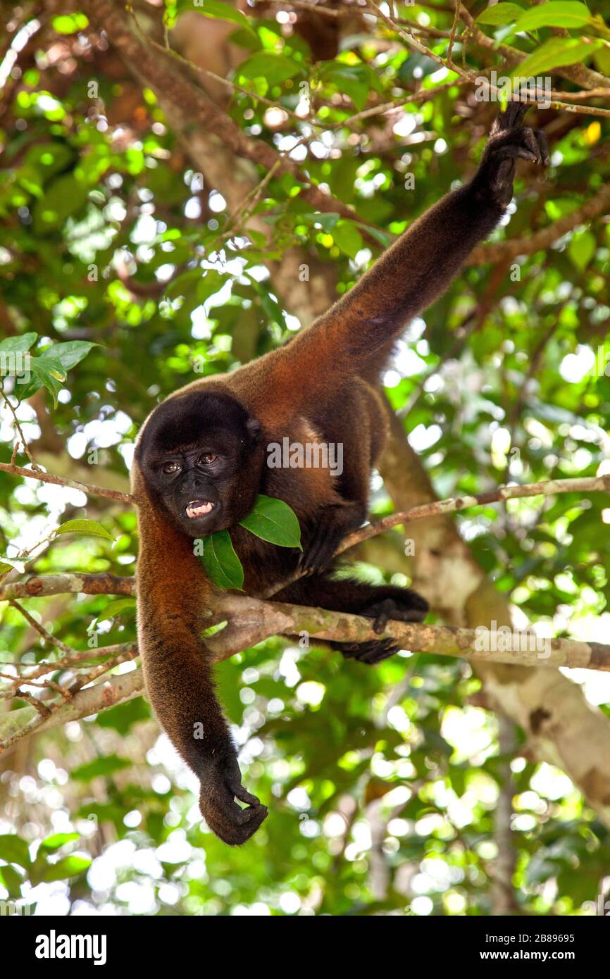 Scimmia malva in un albero, Fondazione Maikuchiga, santuario delle scimmie a Loreto Mocagua nella foresta pluviale Amazzonica, Leticia Amazon, Colombia. Sud America. Foto Stock