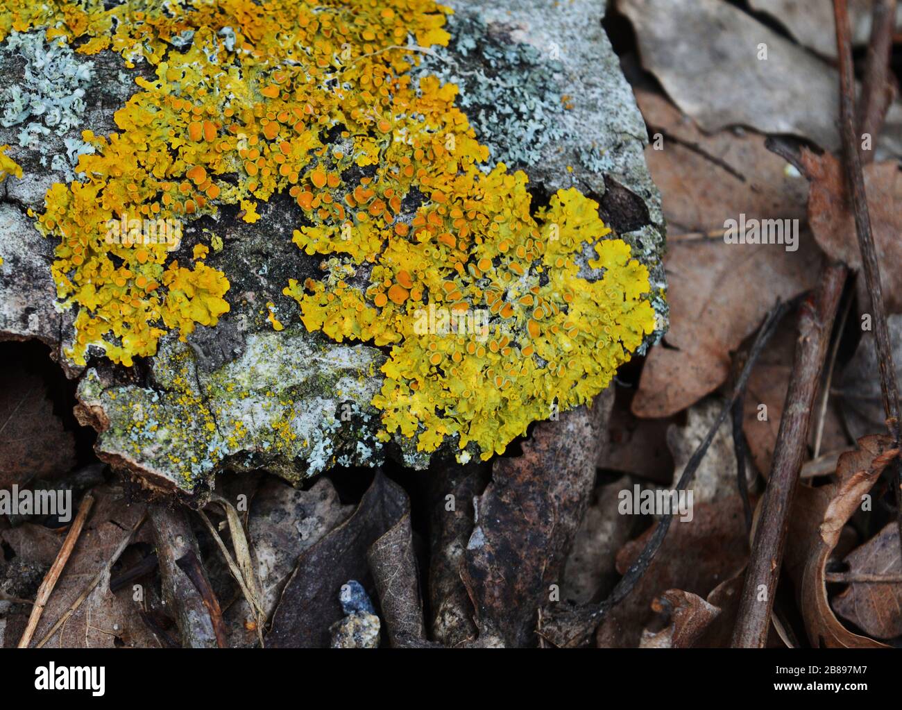 Giallo comune Lichen su una corteccia di albero caduto Foto Stock