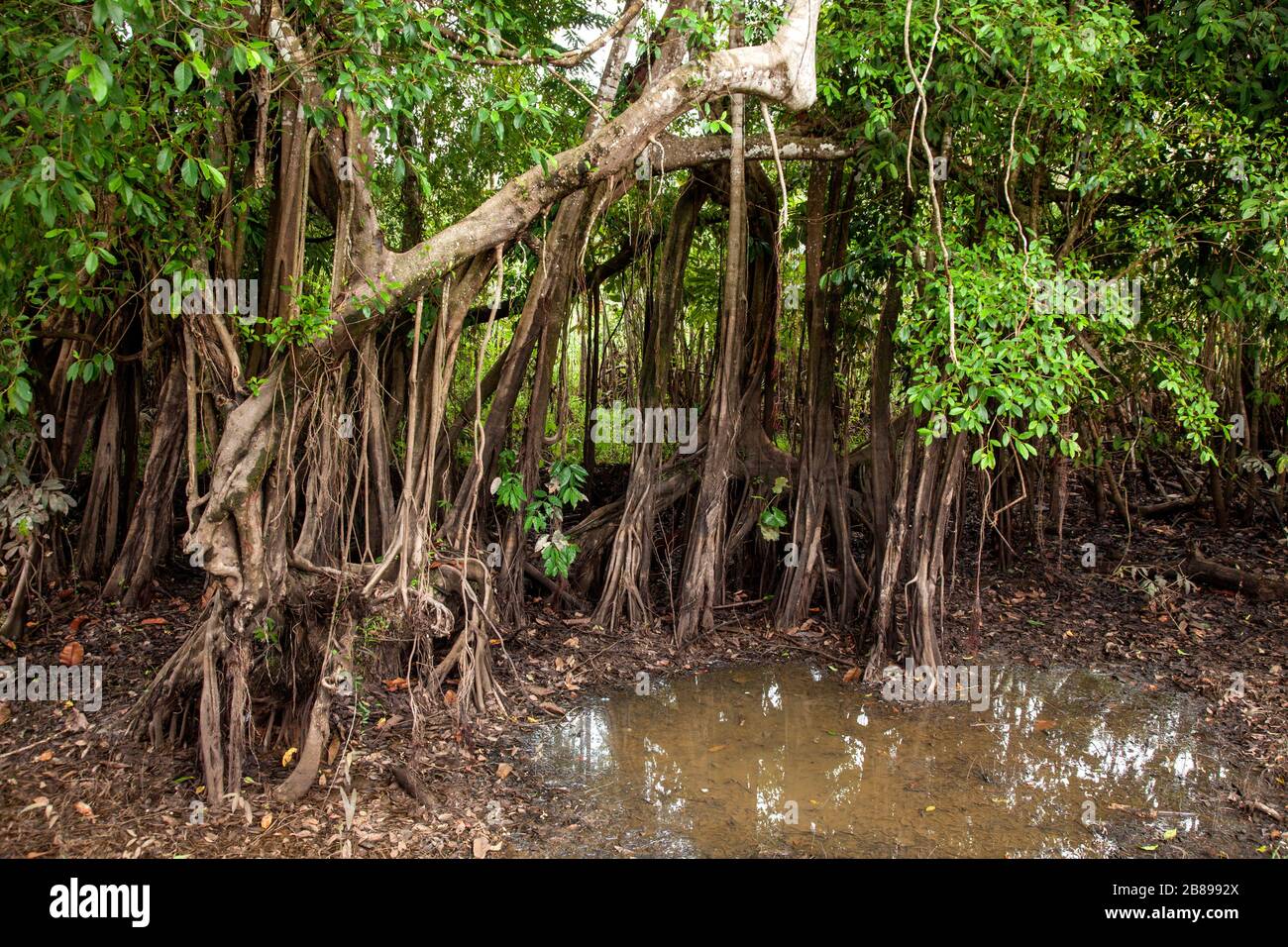 Radici dell'albero della palude nella foresta pluviale di Amazon, Perù,  America del Sud Foto stock - Alamy