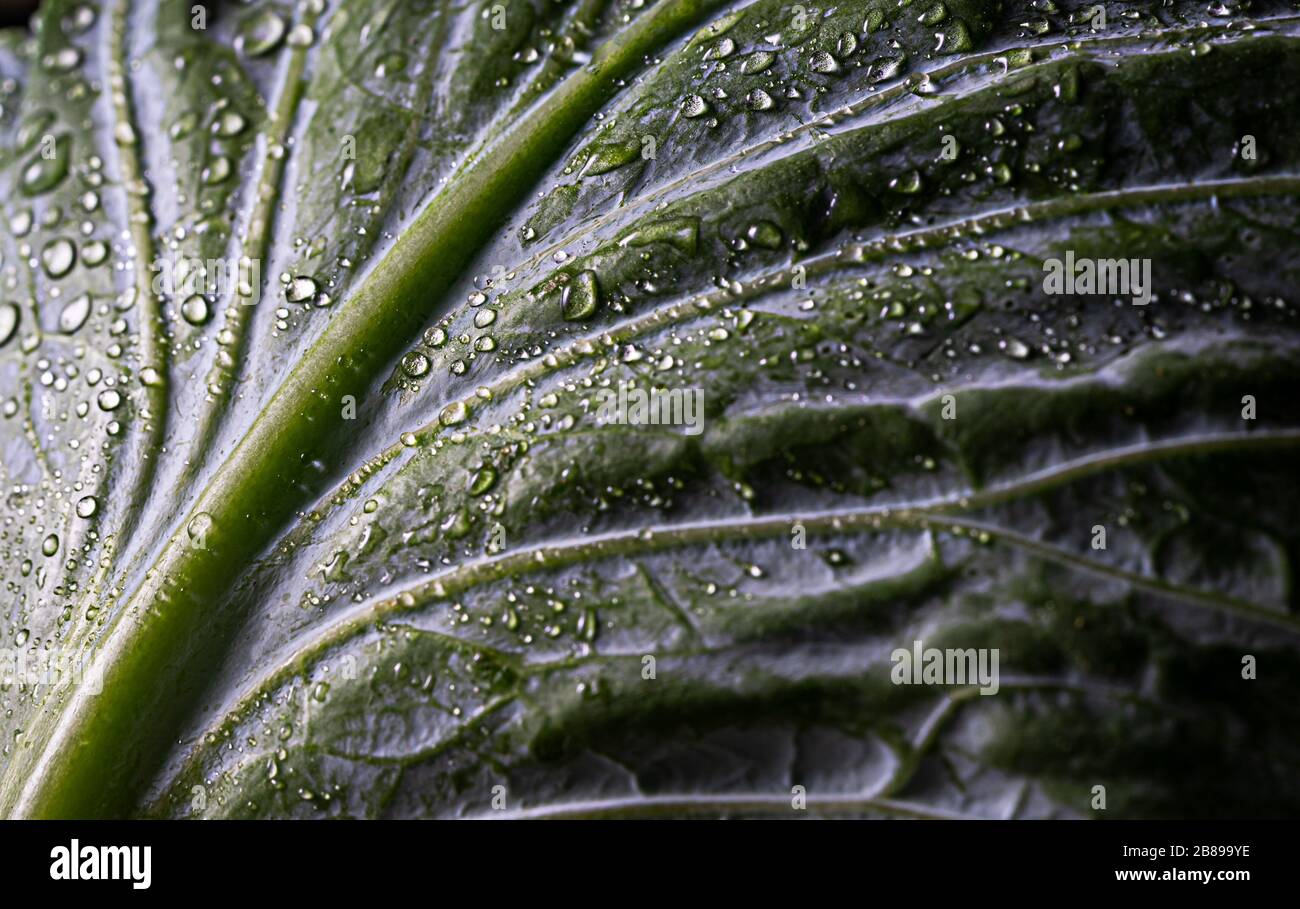 Foglia di cavolo verde. Foto Stock