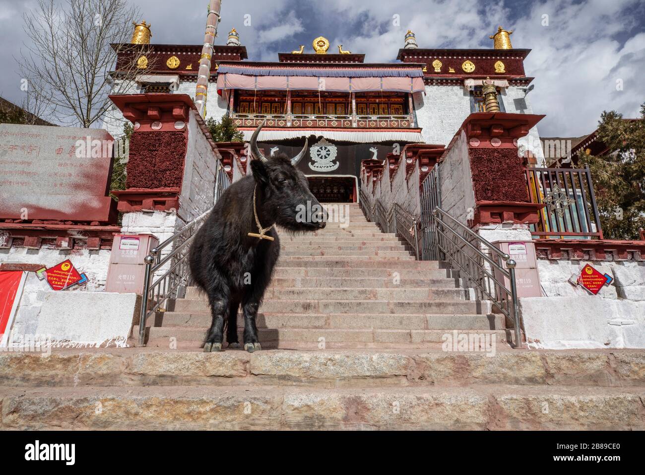 Visita del Nunnery Chupzang da parte dello yak tibetano a Lhasa, Tibet Foto Stock