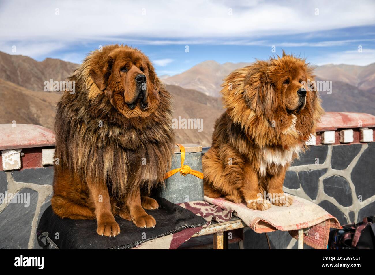 Cani tibetani Mastiff a Gyangze, Tibet Foto Stock