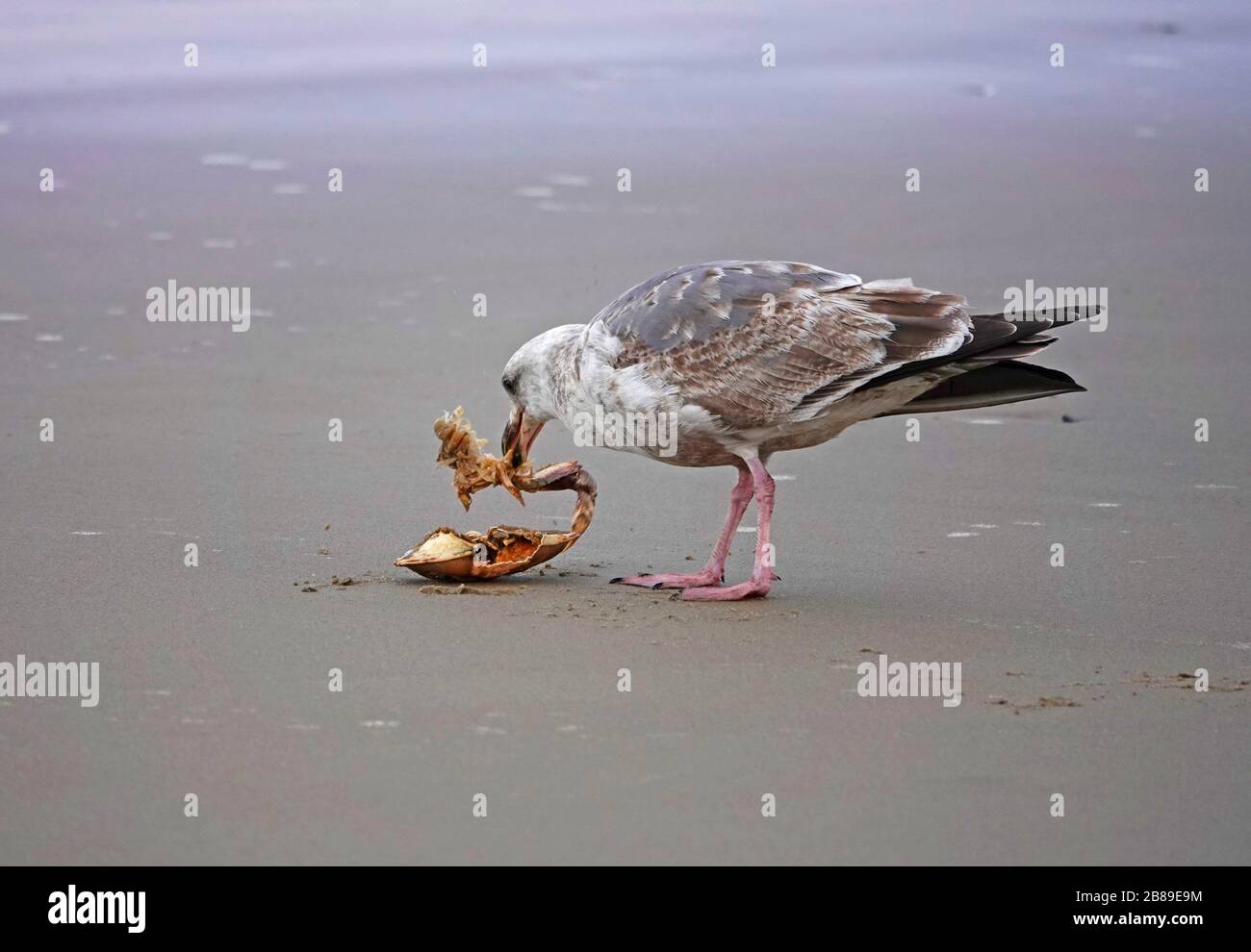 Un gabbiano occidentale immaturo, Larus occidentalis, mangia un pezzo di granchio di dungeness che ha galleggiato con la marea su una costa dell'Oregon Pacifico vicino a. Foto Stock