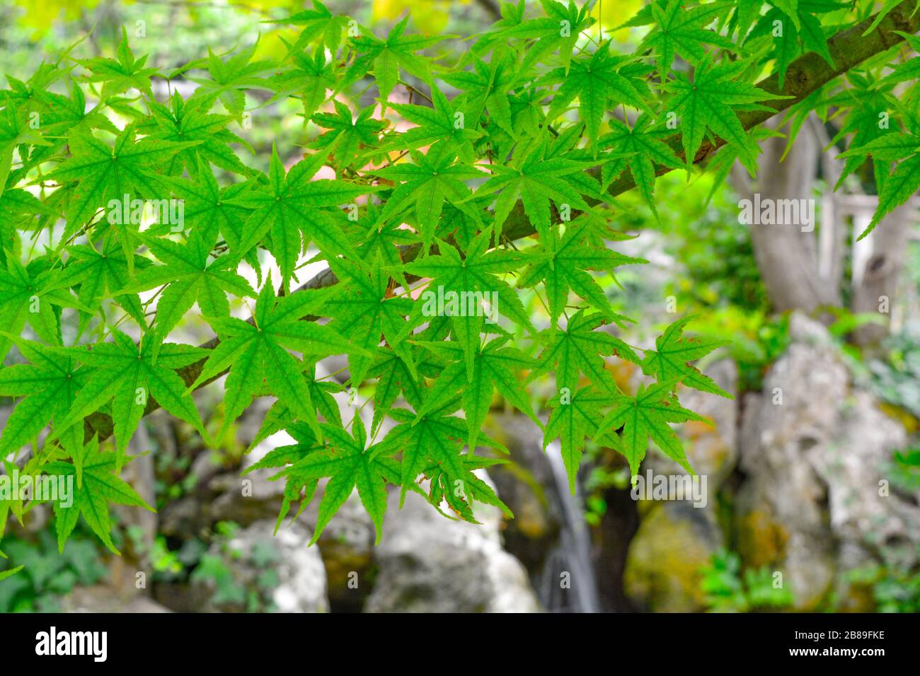 Verde, felice primo piano di una pianta d'acero giapponese. In un rilassante giardino zen, belle foglie fresche su un ramo di Acer palmatum, rocce sfocate e acqua Foto Stock