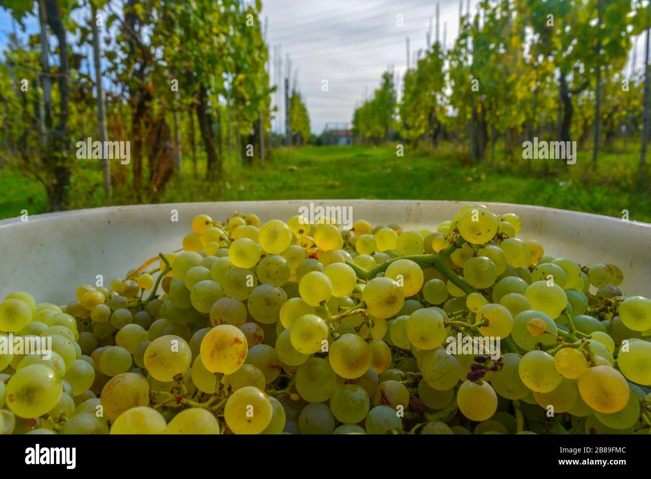 Primo piano di uve rotonde, succose, verdi, dorate e bianche in un bidone bianco durante la vendemmia. Sullo sfondo tranquillo vitigni del Veneto. Frutta pronta Foto Stock