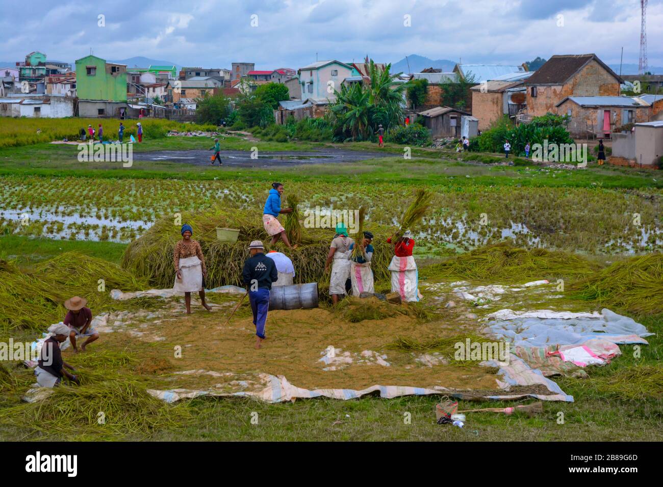 Raccolta di riso in piantagione. Una bella scena di gente africana impegnata in campi di riso verde e giallo, raccolta e essiccazione di piante di riso. Donne sorridente Foto Stock