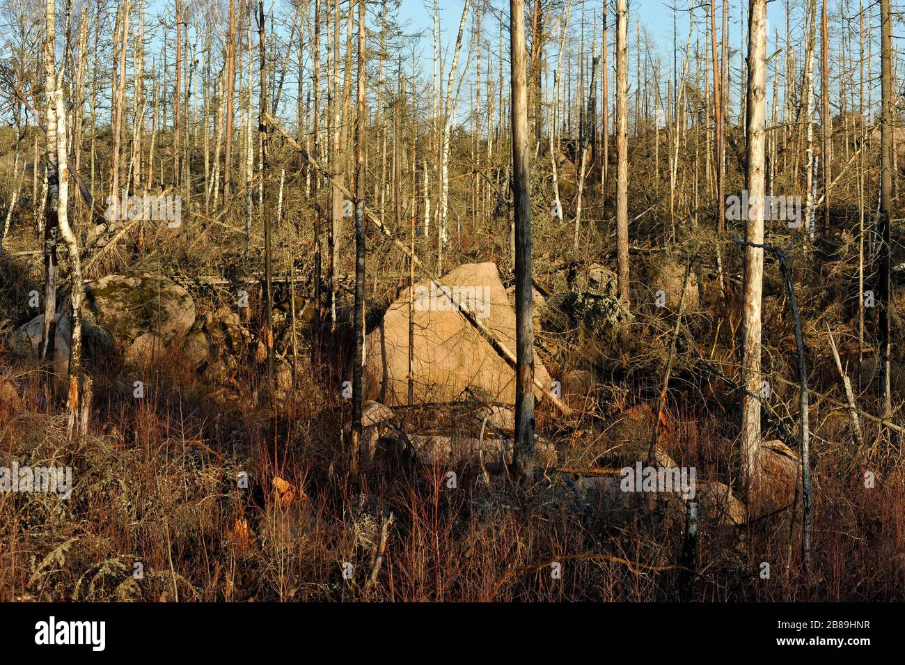 Lessebo, Contea di Kronoberg, Svezia. 12 Dicembre 2013 © Wojciech Strozyk / Alamy Stock Photo Foto Stock