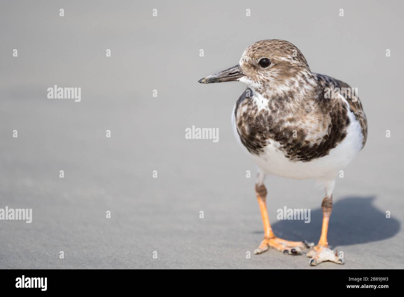 Una Rudy Turnstone cercando la spiaggia per il cibo Foto Stock