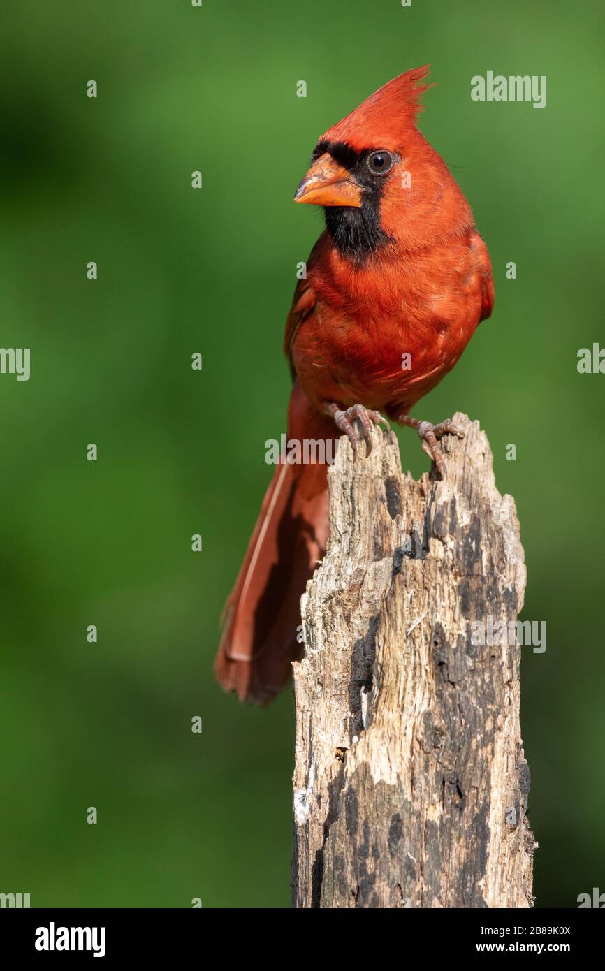 Un cardinale del Nord arroccato nel Sole Estivo Foto Stock