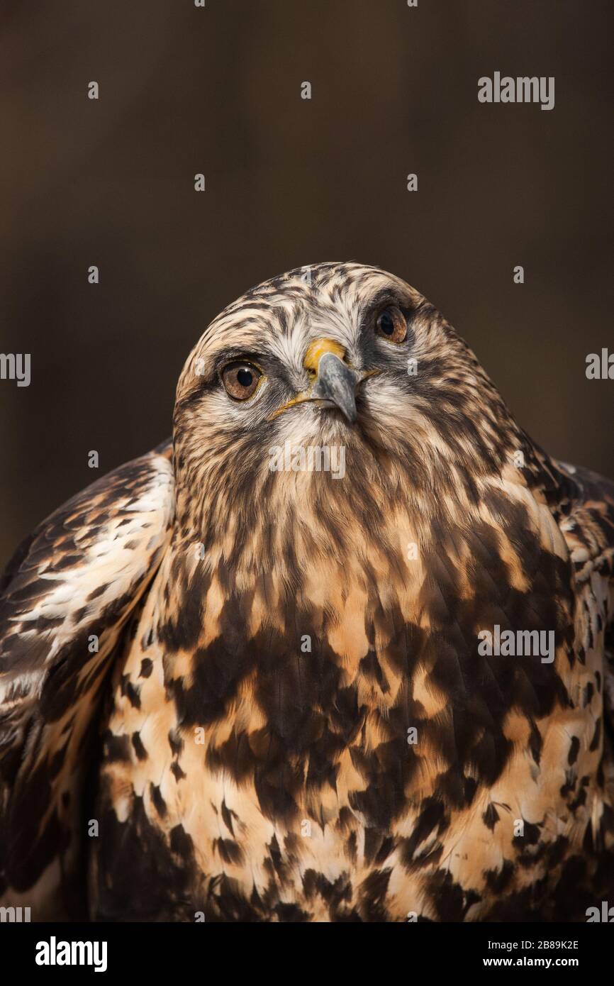 Rough-zampe Hawk Foto Stock