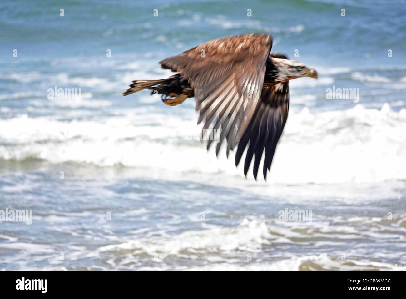 Un'aquila calva immatura vola sulla costa rocciosa dell'Oregon vicino al villaggio di Yachats. Foto Stock
