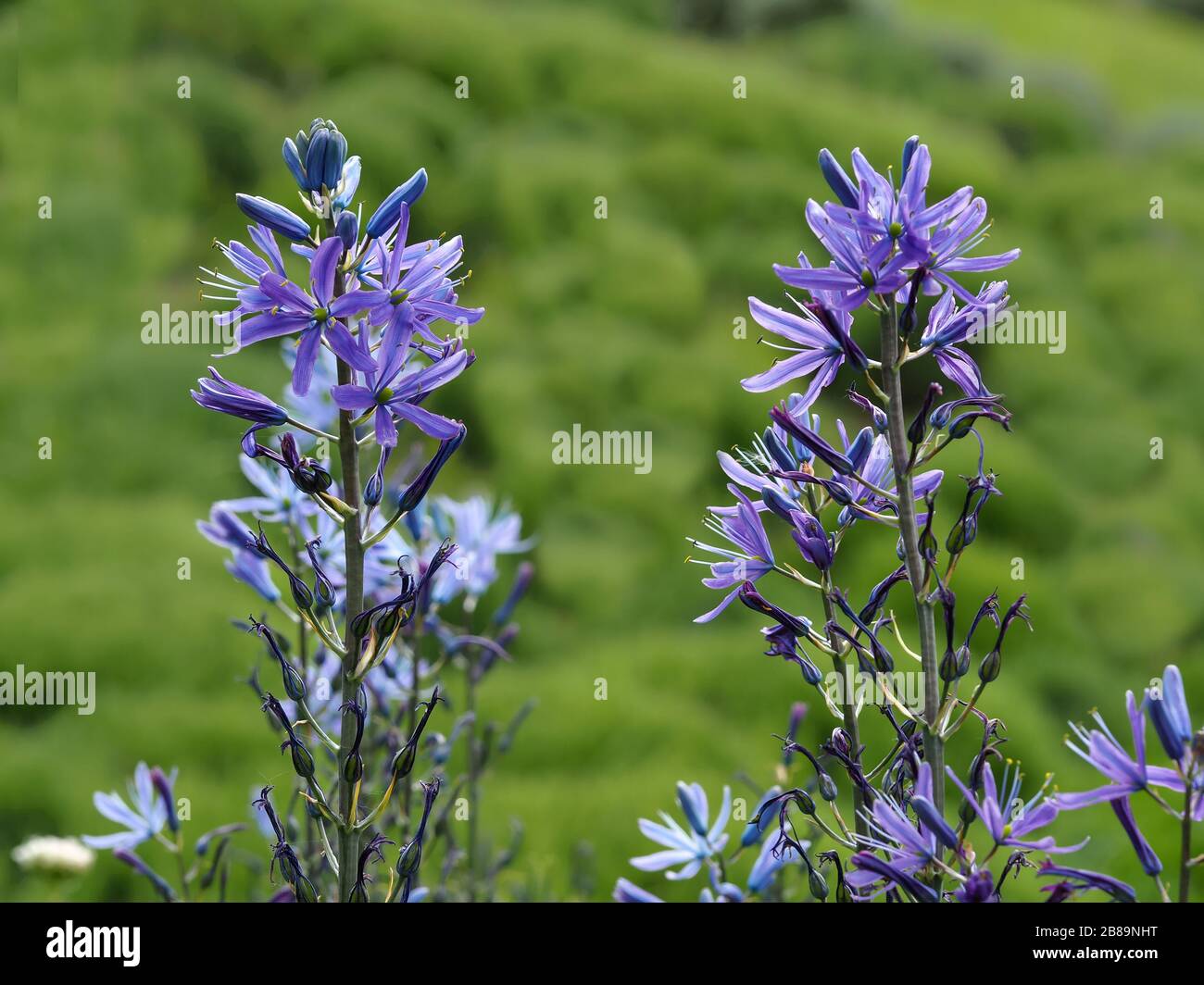 Primo piano di una punta di fiori di Camassia con gemme, fieri di alve e fiori finiti Foto Stock