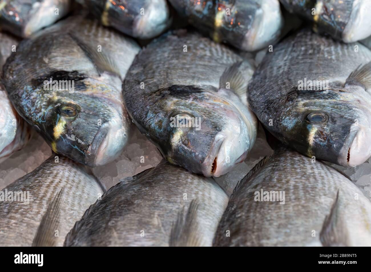 L'orata di mare fresca è in mostra su una bancarella del mercato britannico dei pescatori Foto Stock