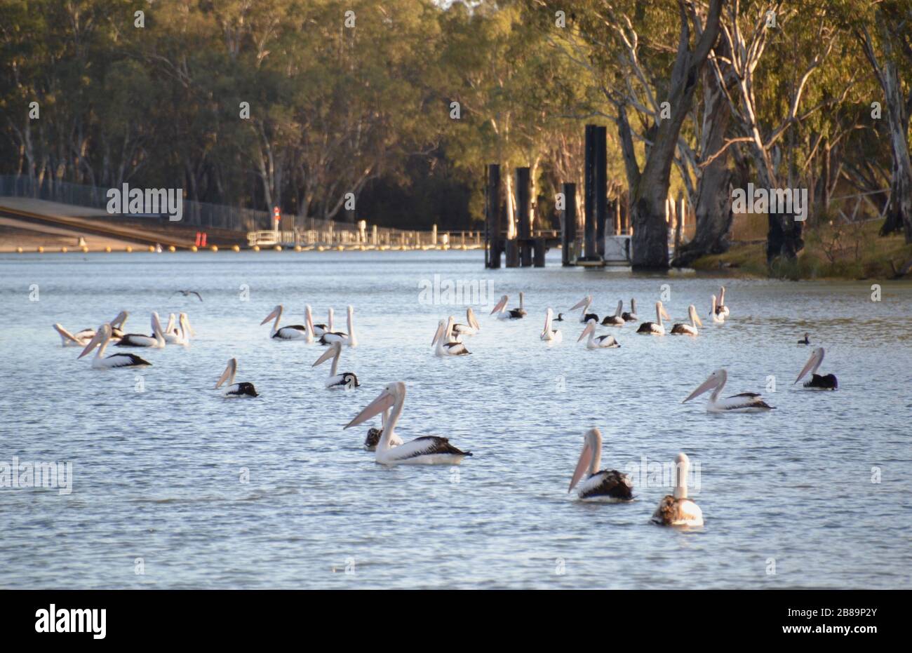 Molti pellicani sul fiume Murray a Mildura all'alba Foto Stock