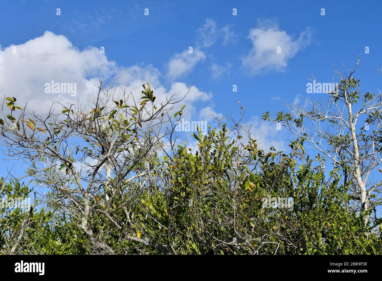 Everglades, Miami, Florida, USA Foto Stock