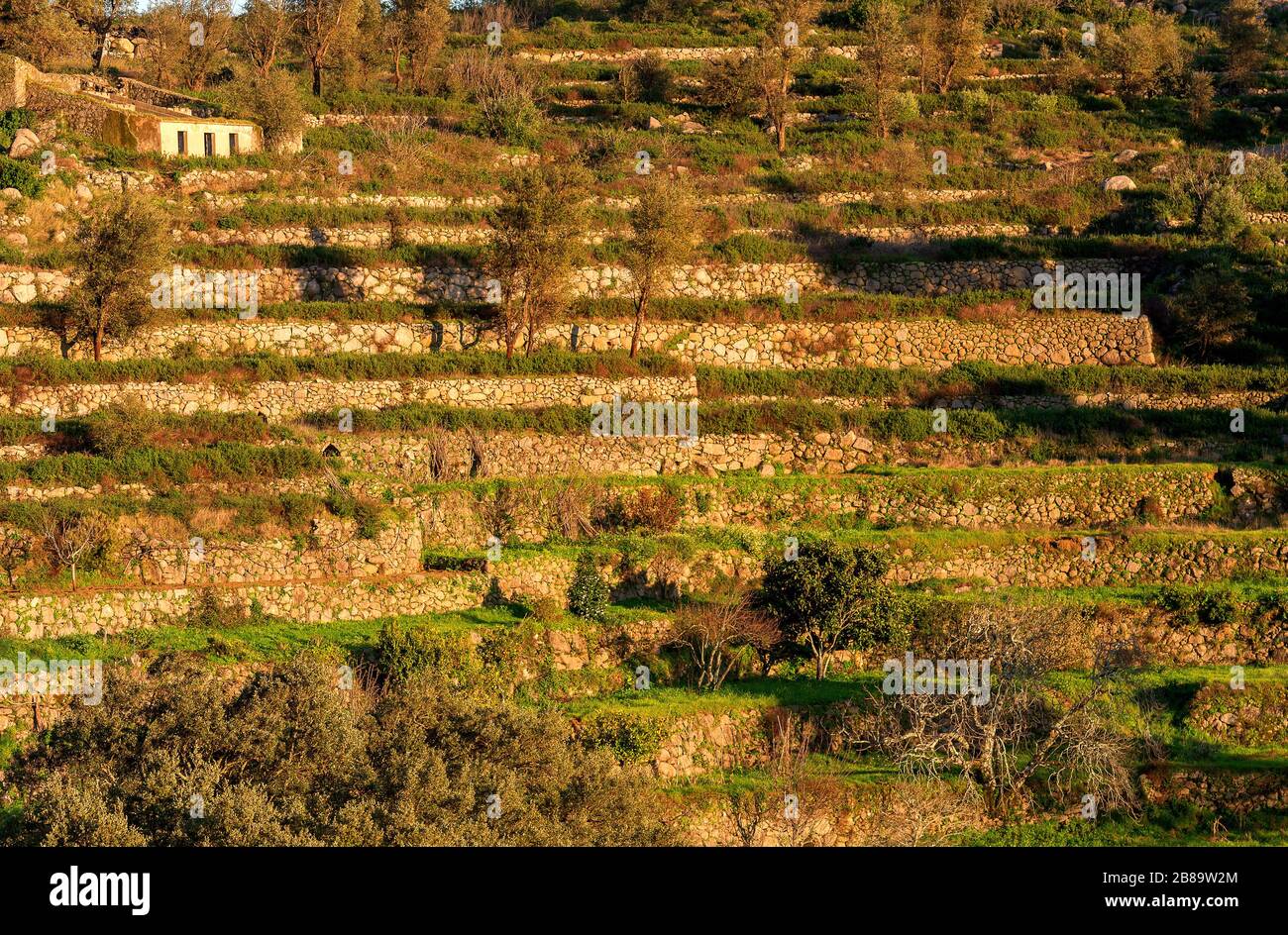 Tradizionale coltivazione di terrazze con pareti a secco sul pendio della Foia, Portogallo, Algarve, Serra de Monchique Foto Stock