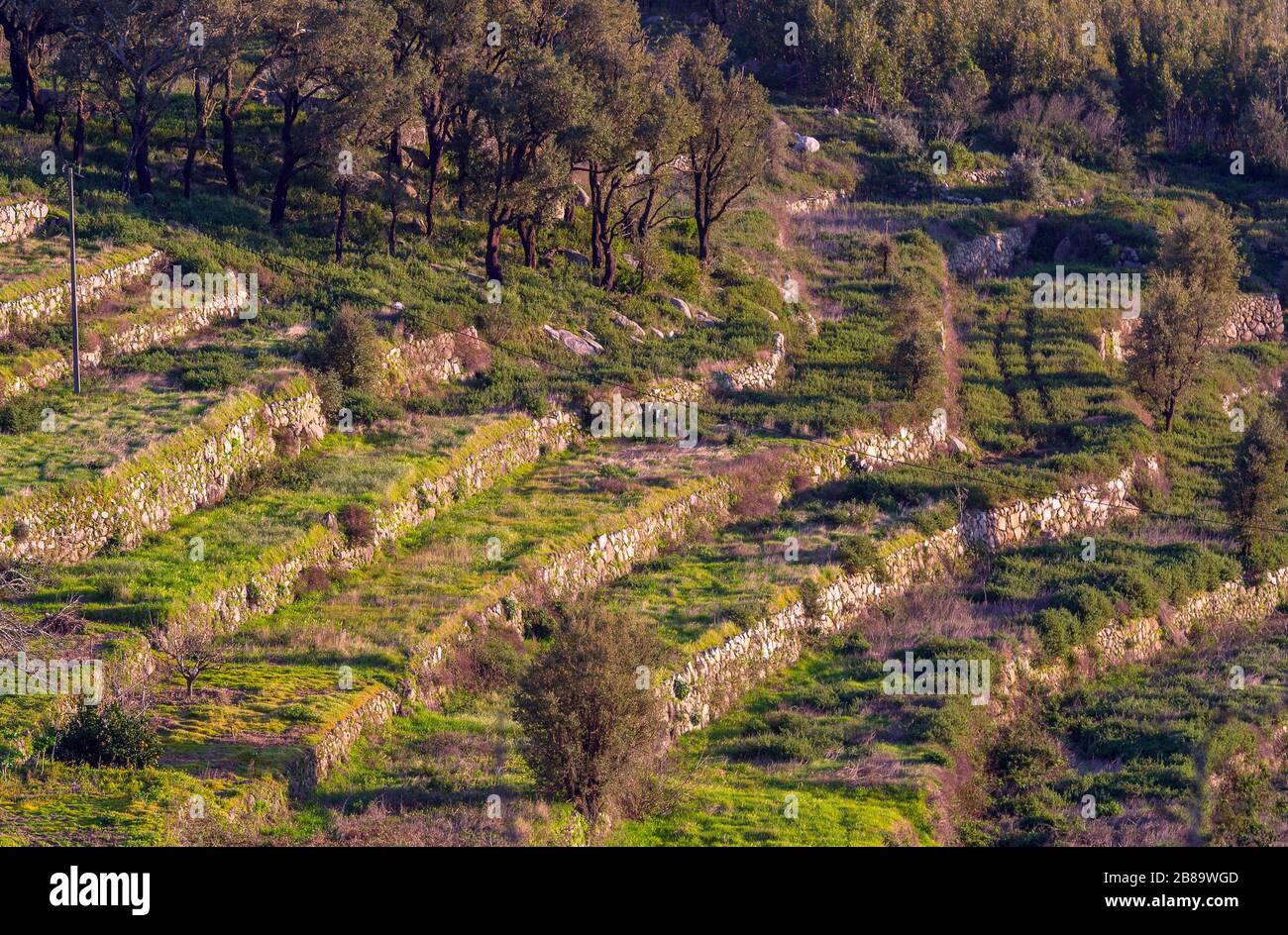 Tradizionale coltivazione di terrazze con pareti a secco sul pendio della Foia, Portogallo, Algarve, Serra de Monchique Foto Stock
