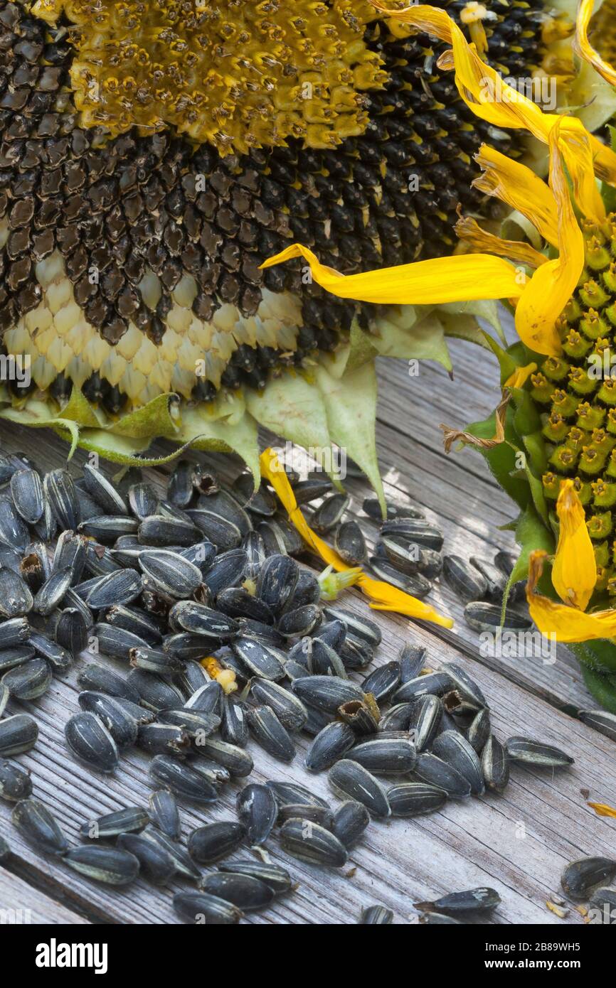 Girasole comune (Helianthus annuus), teste di fiori giacenti insieme con semi di girasole su un tavolo di legno, Germania Foto Stock