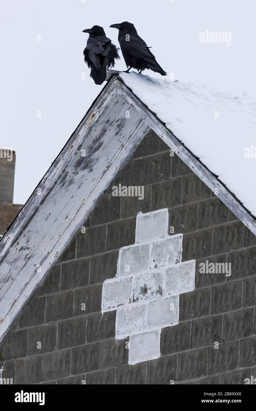 Comune Ravens, Corvux Corax, cova un piano su un tetto della chiesa su Fogo Island, Terranova, Canada Foto Stock