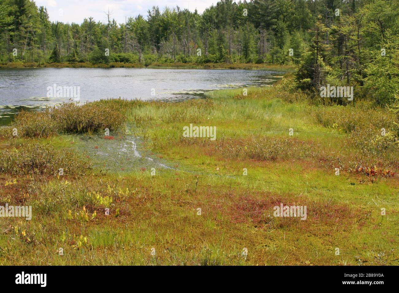Tamarack (Larix laricina) - Abete Bianco Nero (Picea mariana) Bog, con tappetino galleggiante, Michigan settentrionale, Stati Uniti da Dembinsky Photo Assoc Foto Stock