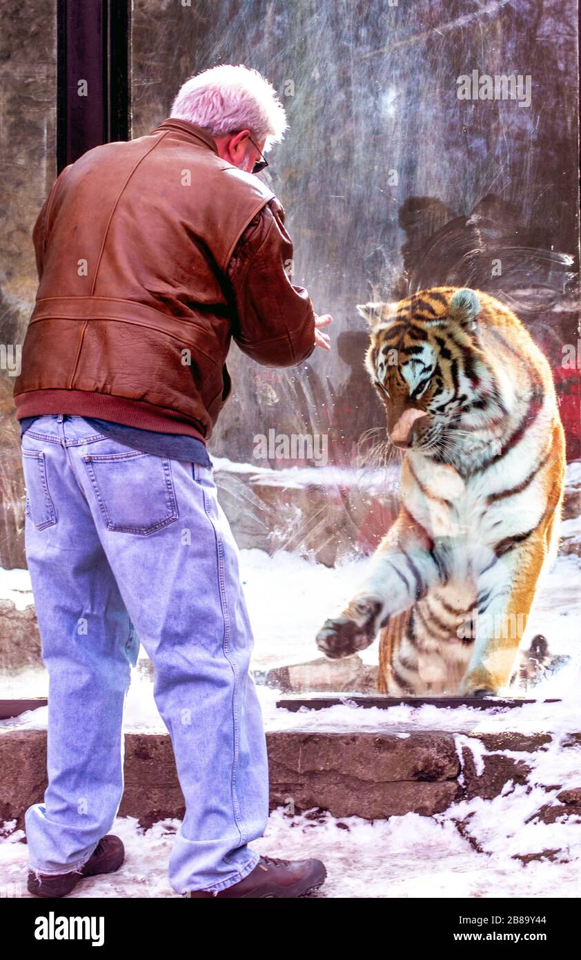 Una grande tigre amur gatto sembra voler giocare con un maschio senior che sta visitando lo zoo in un giorno invernale Foto Stock