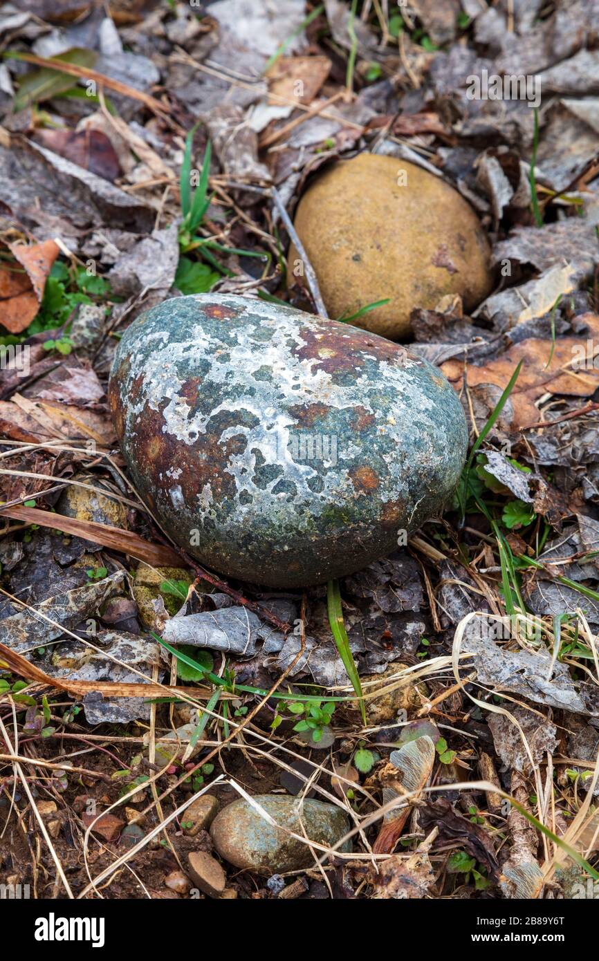 Roccia coperta di licheni, sul pavimento della foresta, e USA, di James D Coppinger/Dembinsky Photo Assoc Foto Stock