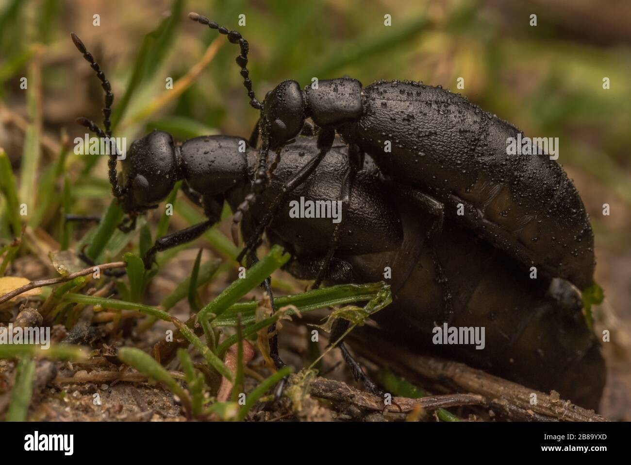 Coleotteri di olio tossici (Meloe strigulosus) dalla zona della baia di CA. Questi coleotteri producono la cantaridina come una potente difesa chimica. Foto Stock