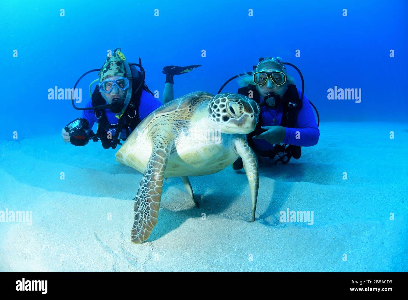 Immagini subacquee da immersioni, subacquei e la vita marina, mentre immersioni nei Caraibi intorno all'isola di St. Maarten / St. Martin Foto Stock