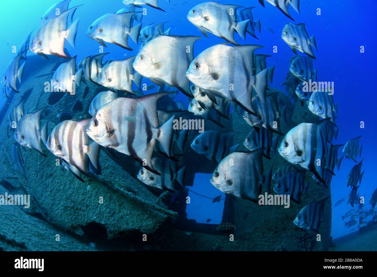 Immagini subacquee da immersioni, subacquei e la vita marina, mentre immersioni nei Caraibi intorno all'isola di St. Maarten / St. Martin Foto Stock