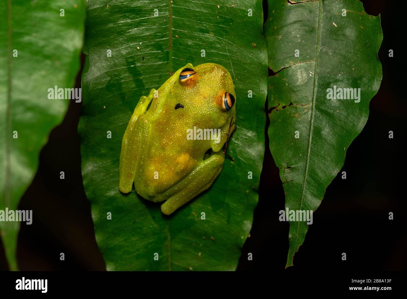 Treefrog verde dalla pelle ruvida (Boana cinerascens) dall'Amazzonia peruviana. Foto Stock