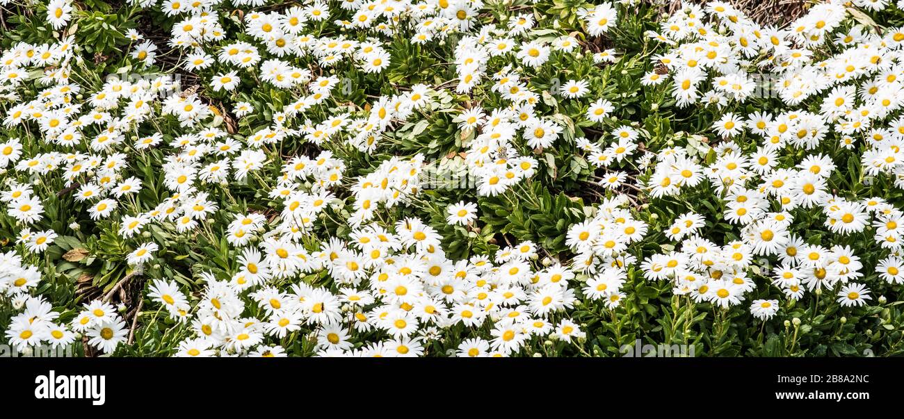 Panorama di fiori bianchi Daisy in un campo di fiori in campagna. Foto Stock