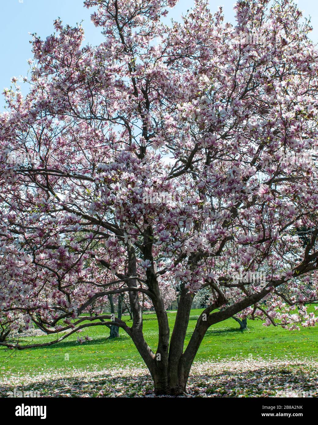 Un magnifico, full frame, Ann Magnolia Tree in piena fioritura in un parco nel New Jersey, USA, durante la primavera. Foto Stock