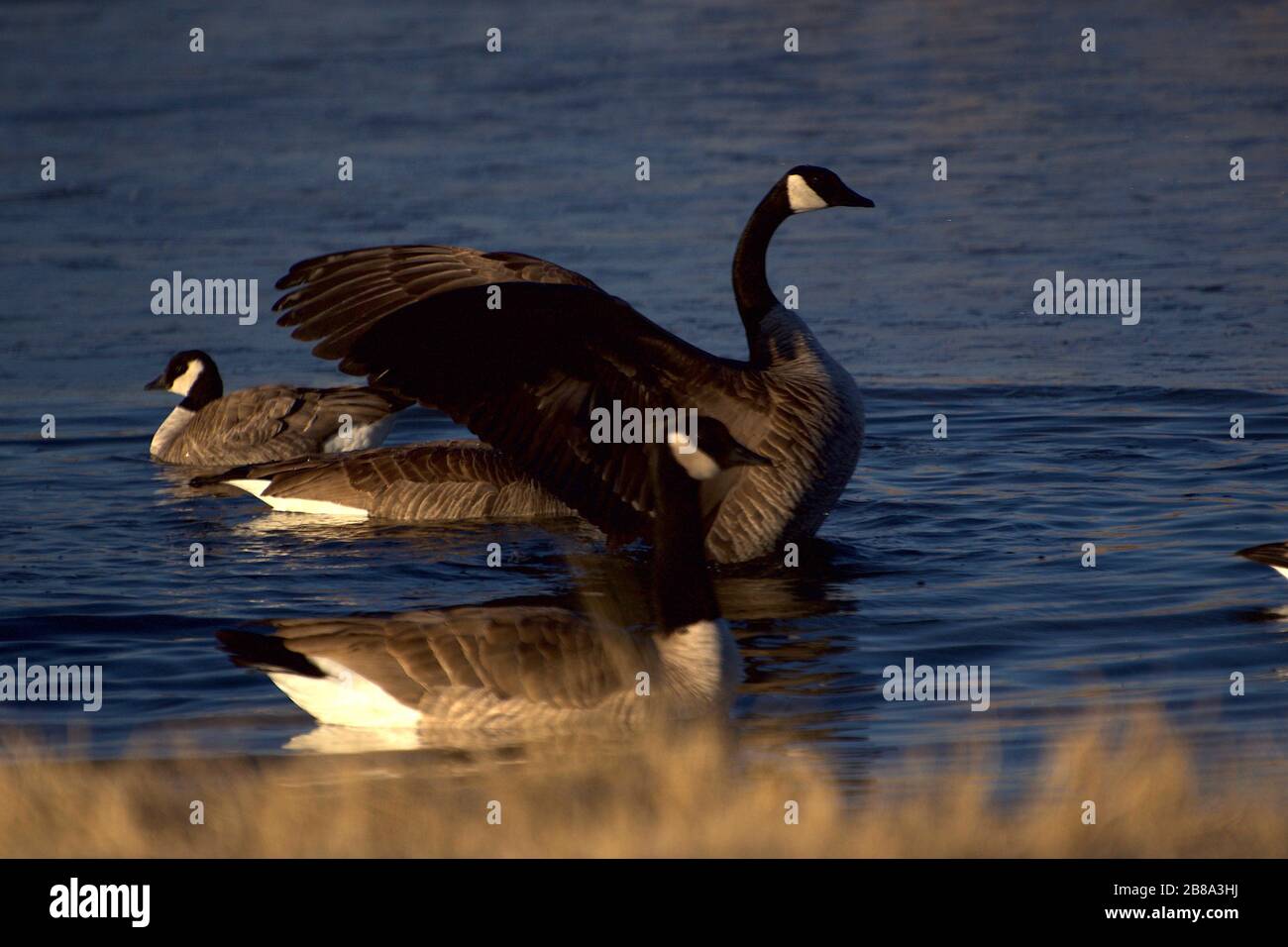 Canada geese Wintering al Lindsey City Park Public Fishing Lake, Canyon, Texas. Foto Stock