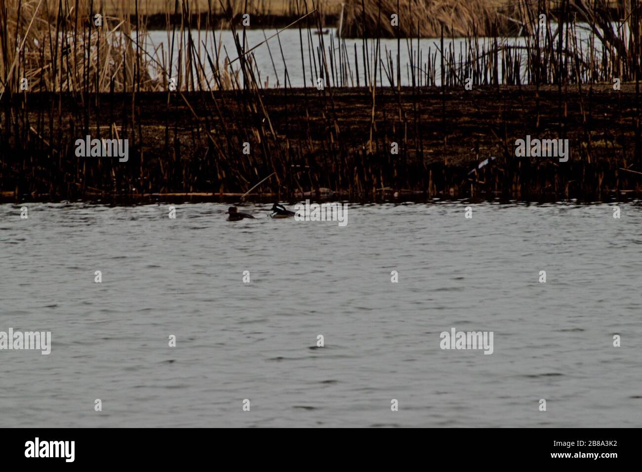 Coppia di Merganser con cappuccio sul lago di pesca pubblico Lindsey City Park, Canyon, Texas. Foto Stock