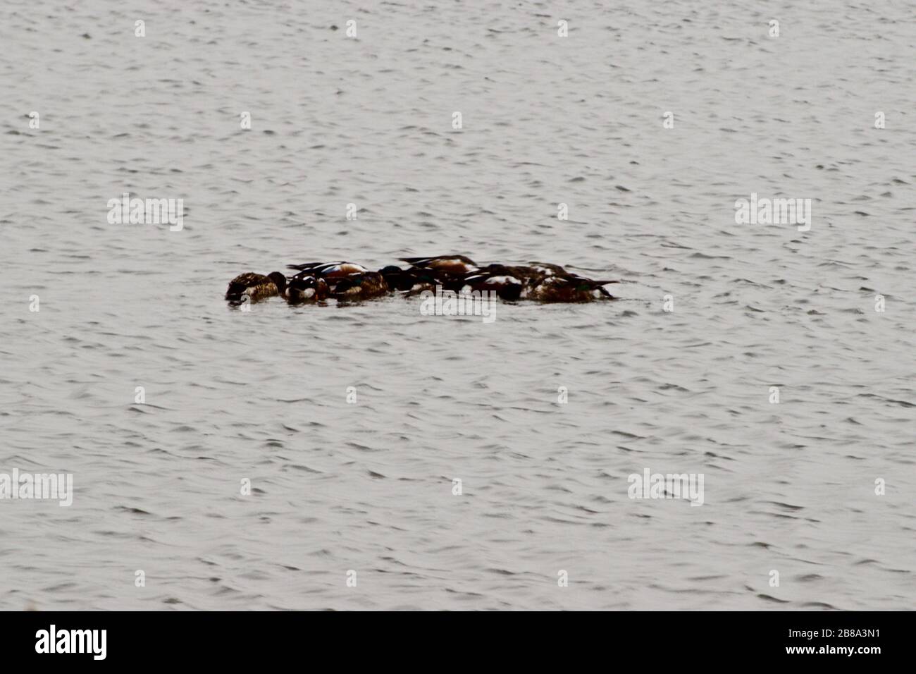 Gli Shoveler Ducks si nutrono del lago di pesca pubblico Lindsey City Park, Canyon, Texas. Foto Stock