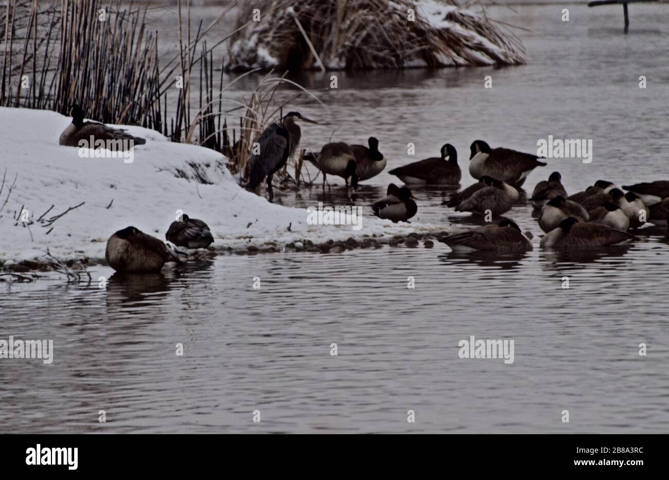 Canada geese Wintering al Lindsey City Park Public Fishing Lake, Canyon, Texas. Foto Stock
