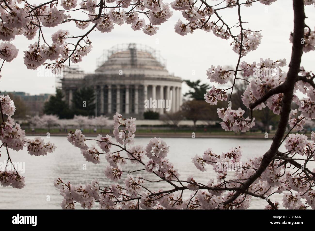 Il Thomas Jefferson Memorial, in fase di ristrutturazione, è incorniciato da Cherry Blossoms al Tidal Basin di Washington, D.C., 20 marzo 2020. Foto Stock