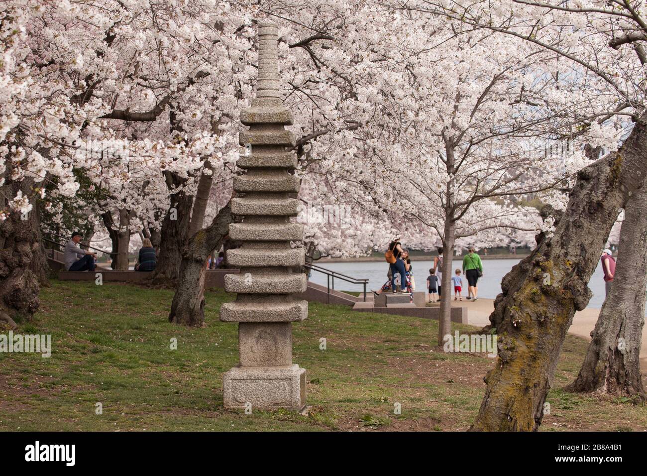 Una pagoda commemorativa giapponese tra i Cherry Blossoms al Tidal Basin di Washington, D.C., 20 marzo 2020. Foto Stock
